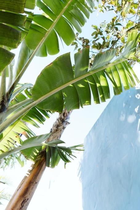 Tortuga Blue House In Banana Plantation Villa Arucas Exteriör bild